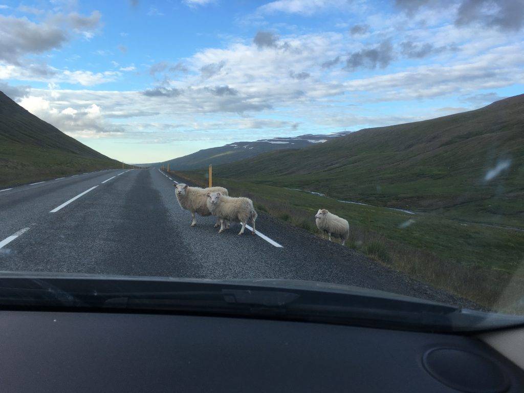 Schapen op de weg