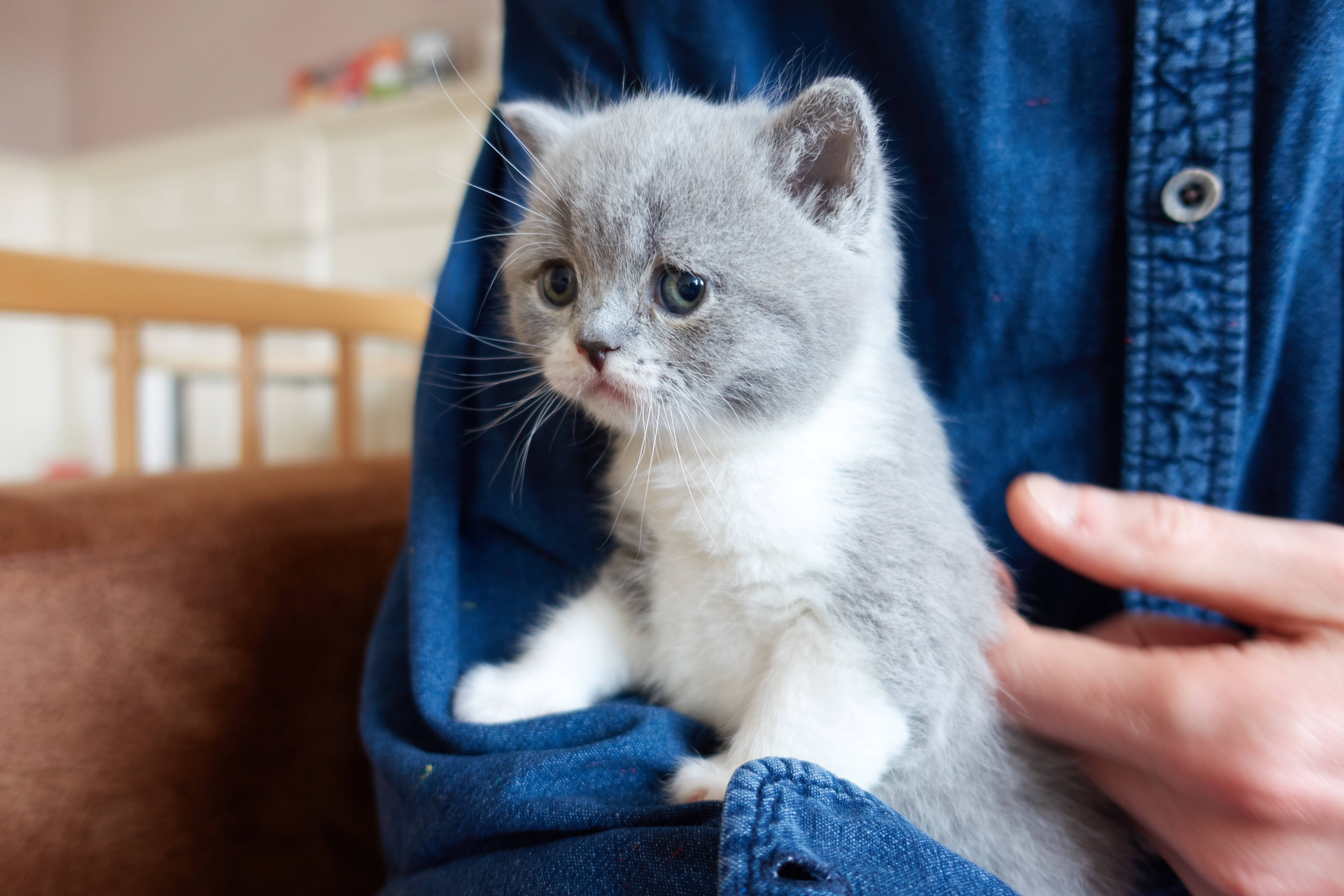 Inloggegevens Haven Vervormen Op bezoek bij de Brits Korthaar kittens - Vivianne Yi Wei