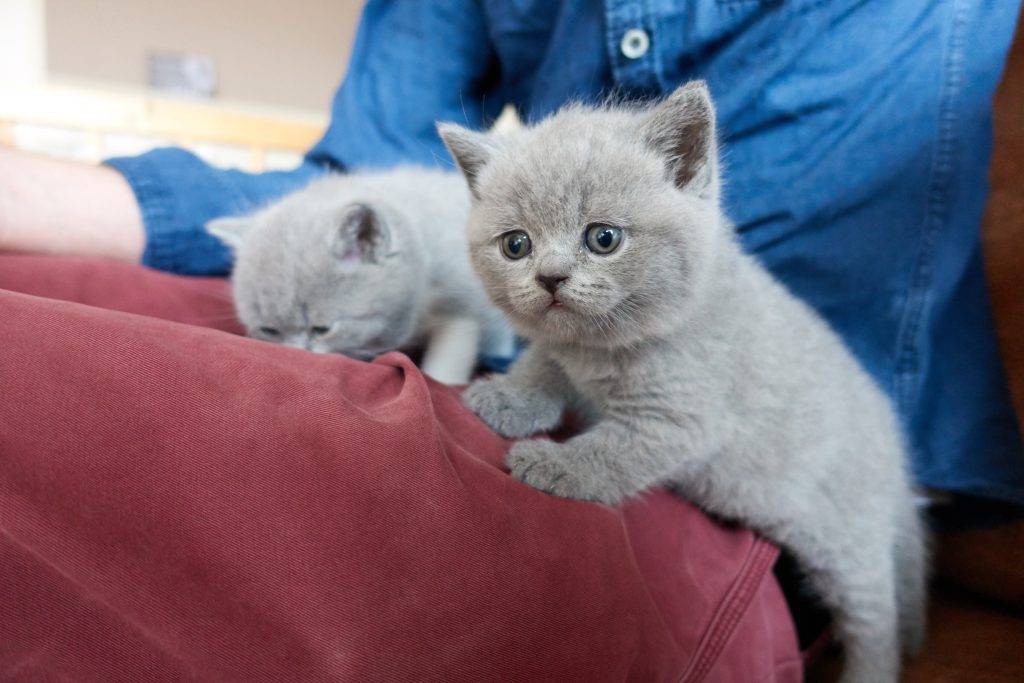 Blauw-wit bicolor poesje en blauw katertje 5 weken
