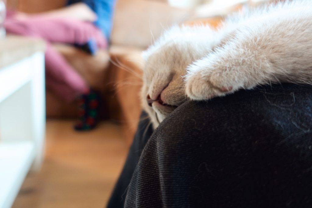 Lilac katertje 7 weken