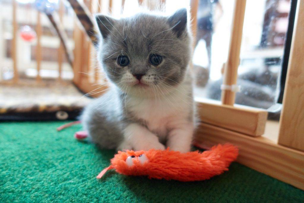 Blauw-wit bicolor brits korthaar poesje 5 weken