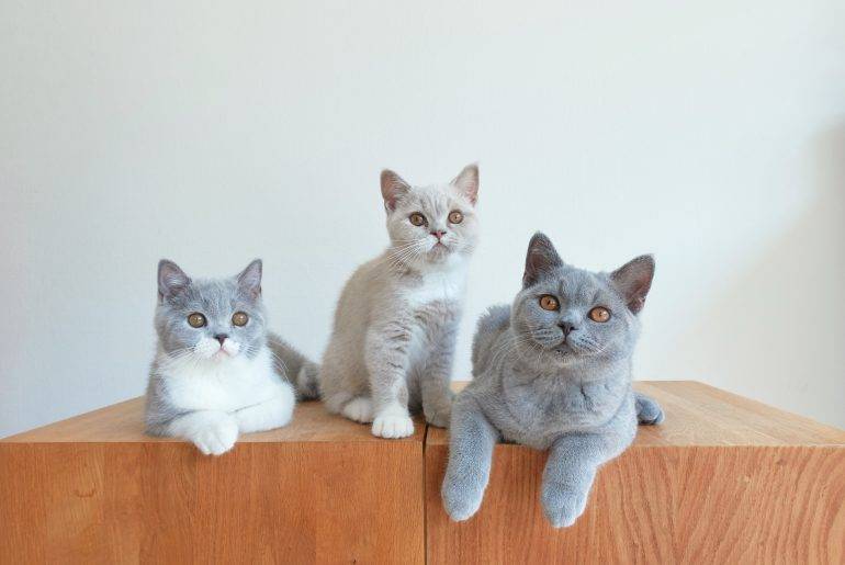 Groepsfoto’s Rocky, Marble & Pebbles
