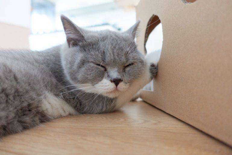 Waar vind ik een goede cattery?