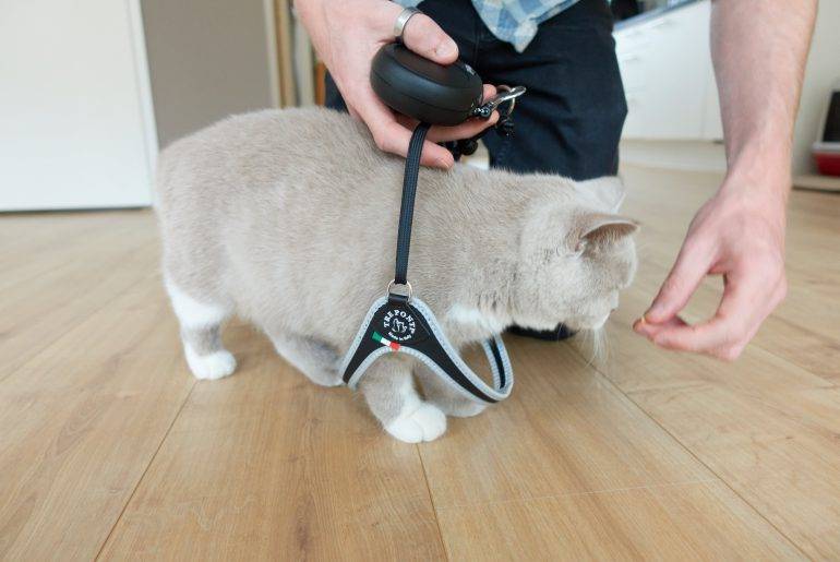Kat trainen om een tuigje te dragen
