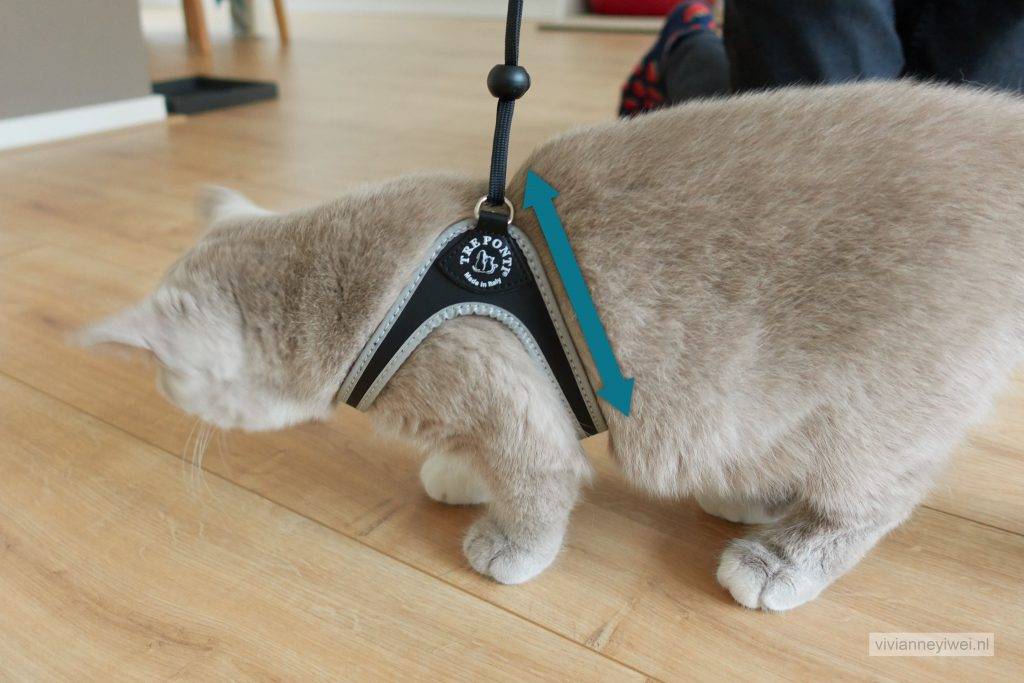 tre ponti cat harness