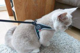 Tre Ponti Liberta (Pebbles)