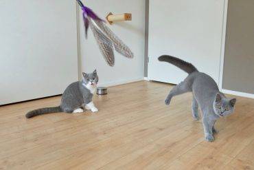Review Navulling Vogel voor Crazy Hunter