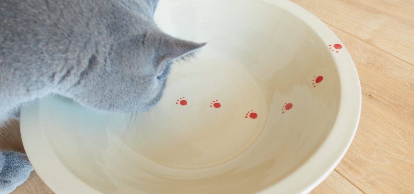 Waterfontein voor katten