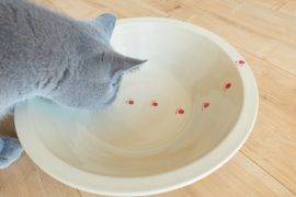 Waterfontein voor katten