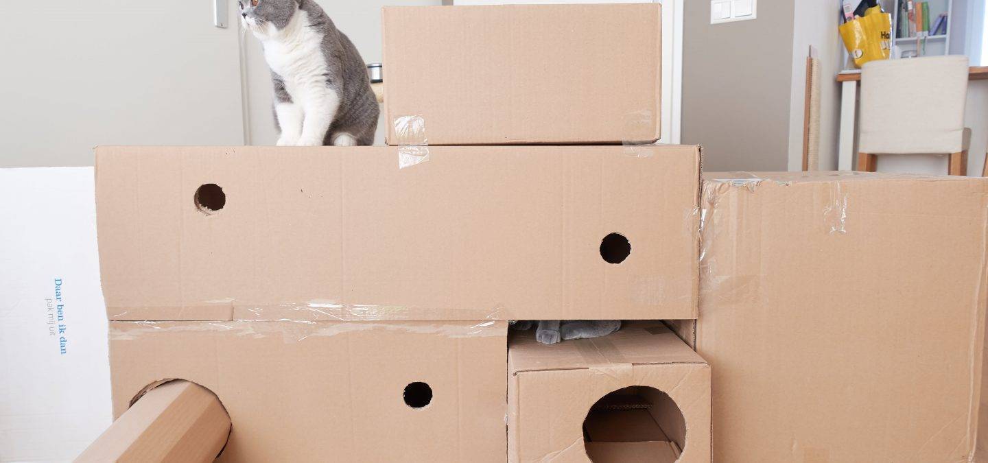 speler slang Ongewijzigd DIY - Kartonnen dozen ombouwen tot katten fort - Vivianne Yi Wei