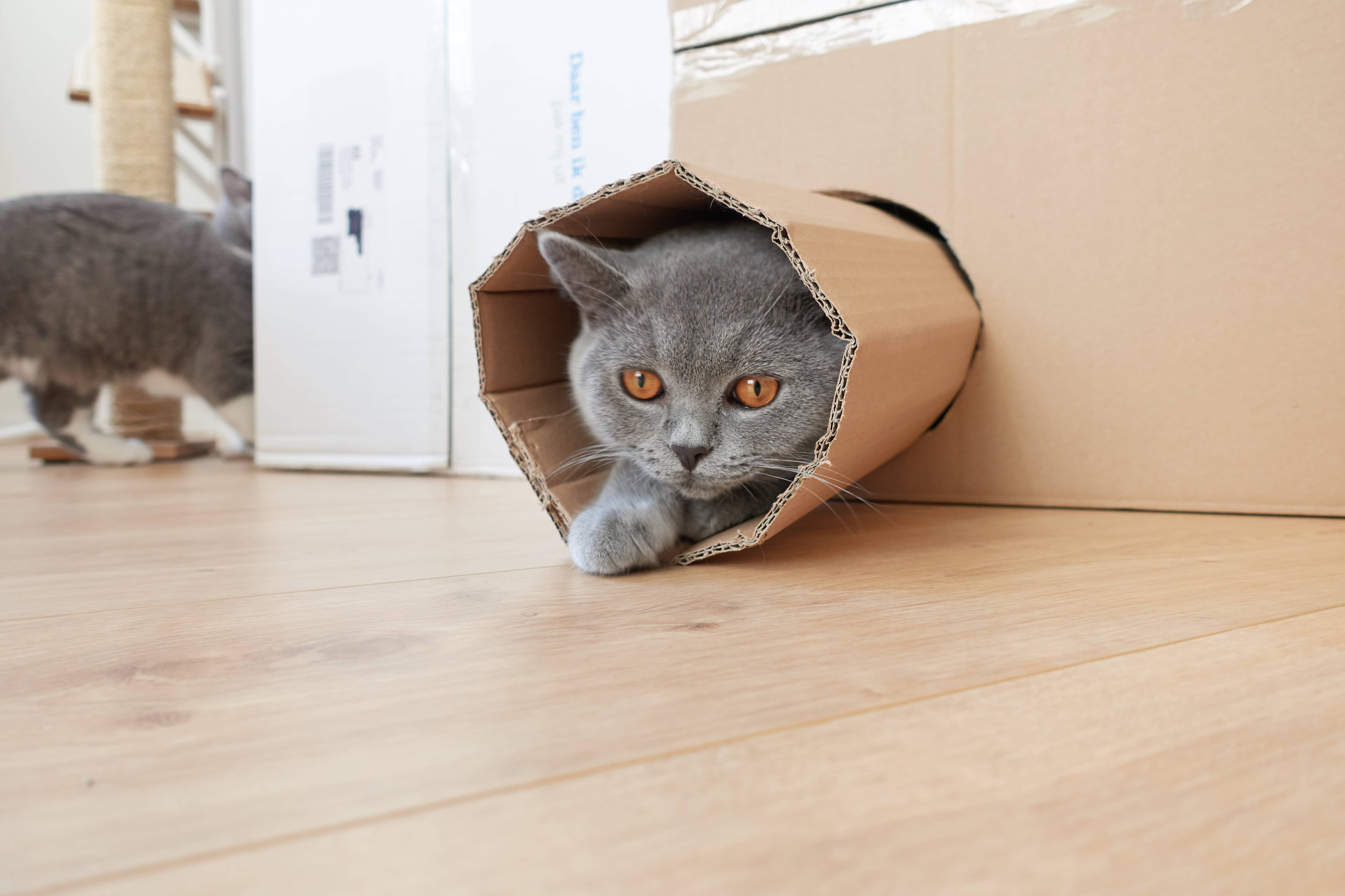 Ondoorzichtig Varken Doorbraak DIY - Kartonnen dozen ombouwen tot katten fort - Vivianne Yi Wei