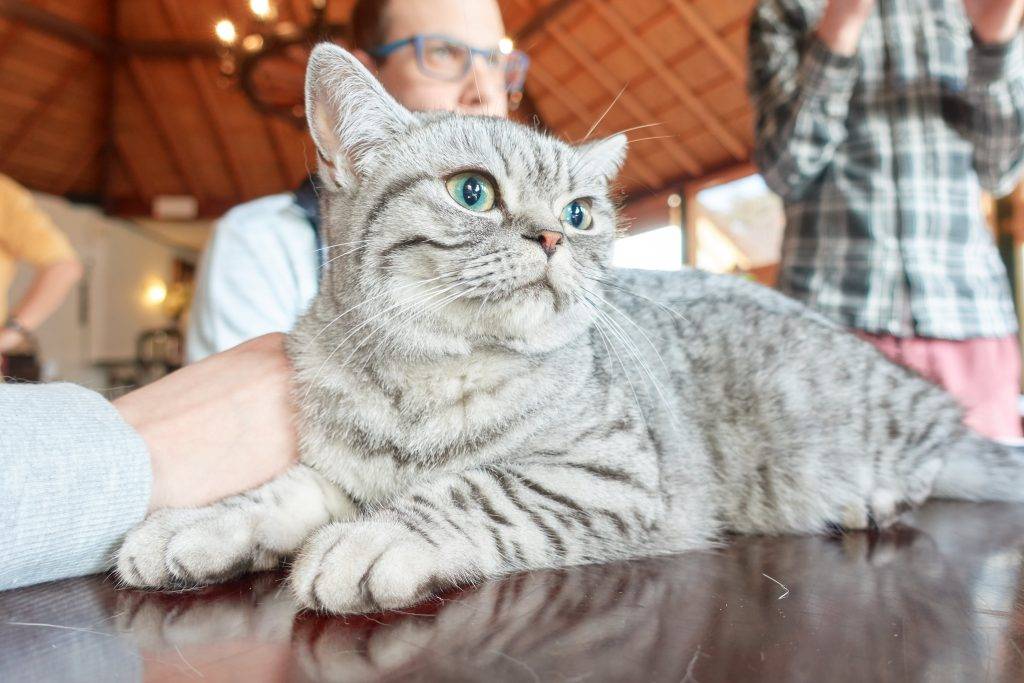 Fabulous Fancy Brinkman