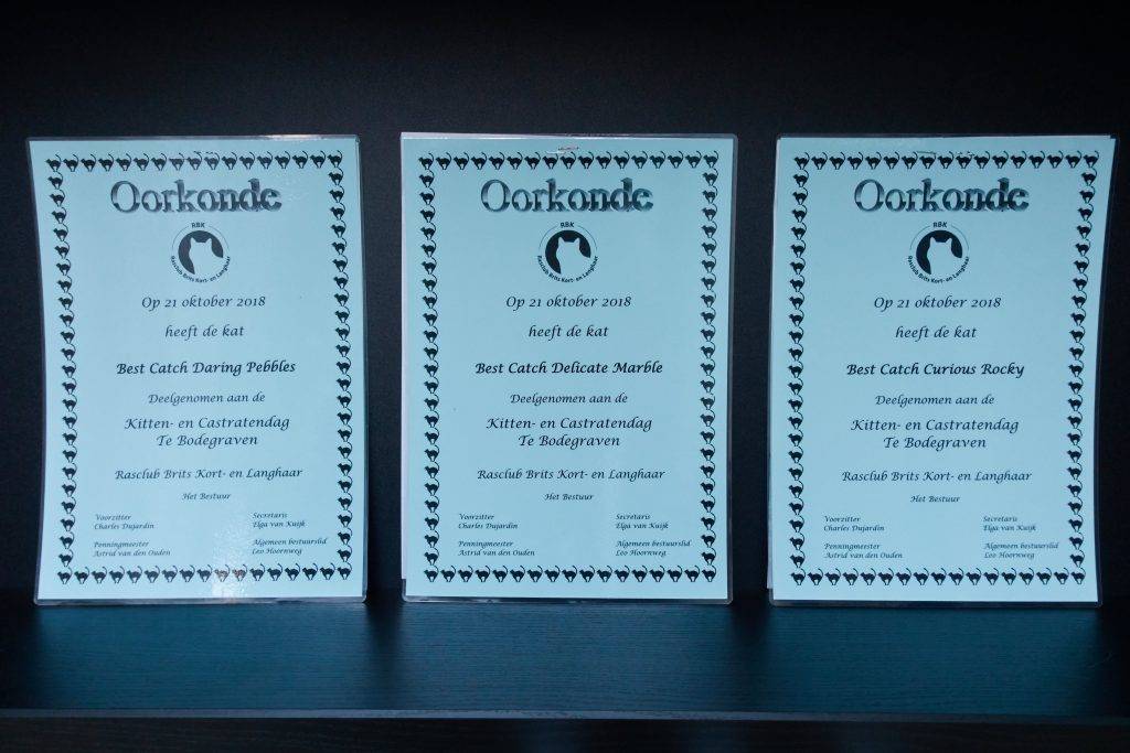 Oorkonde deelname kitten- en castratendag