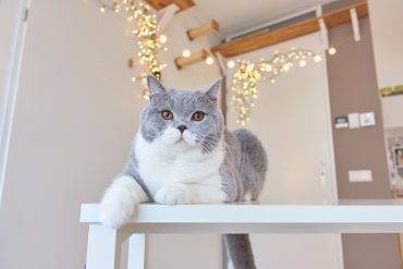 Tips voor oud & nieuw met katten