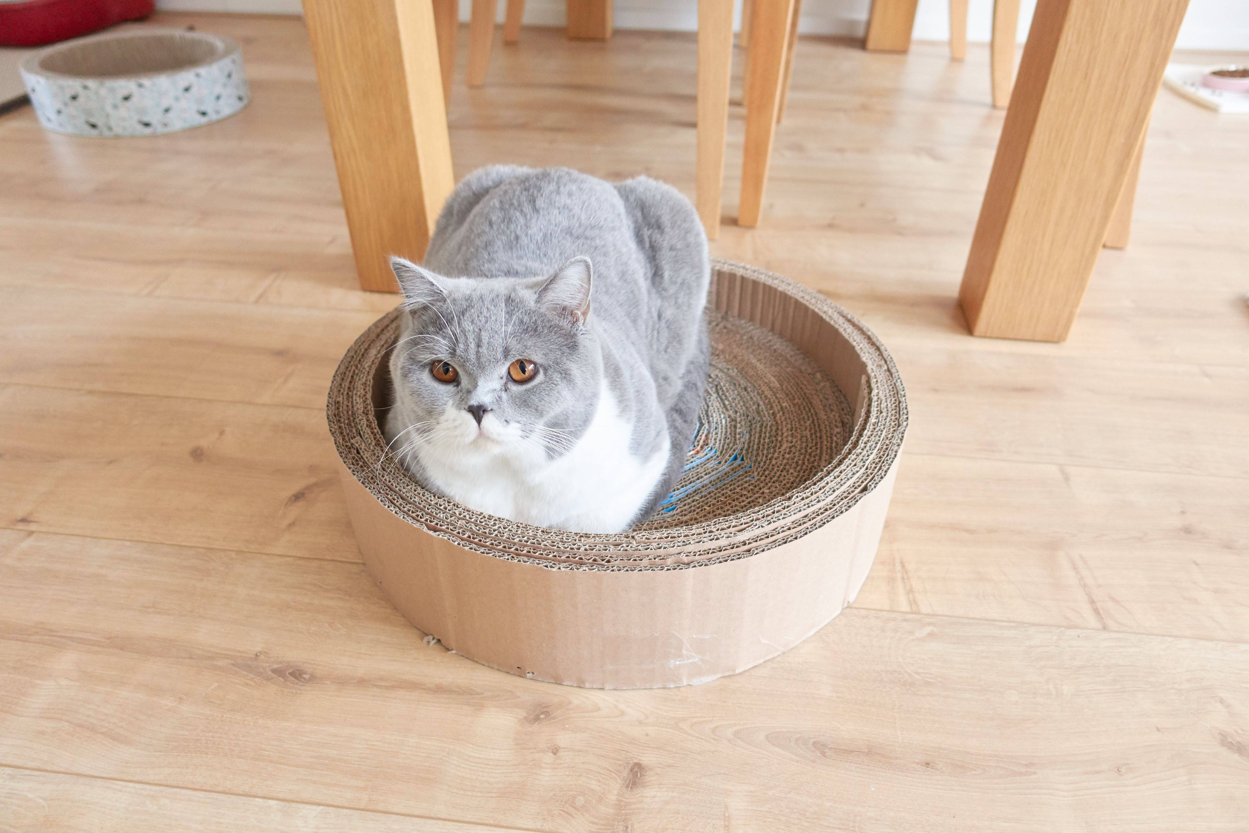 Plotselinge afdaling Regeren Saai DIY - Kartonnen kattenmandje maken - Vivianne Yi Wei