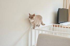 Kat loopt over randje van een box