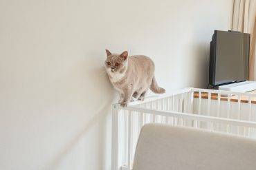 Gezinsuitbreiding: katten voorbereiden op een baby Kat loopt over randje van een box