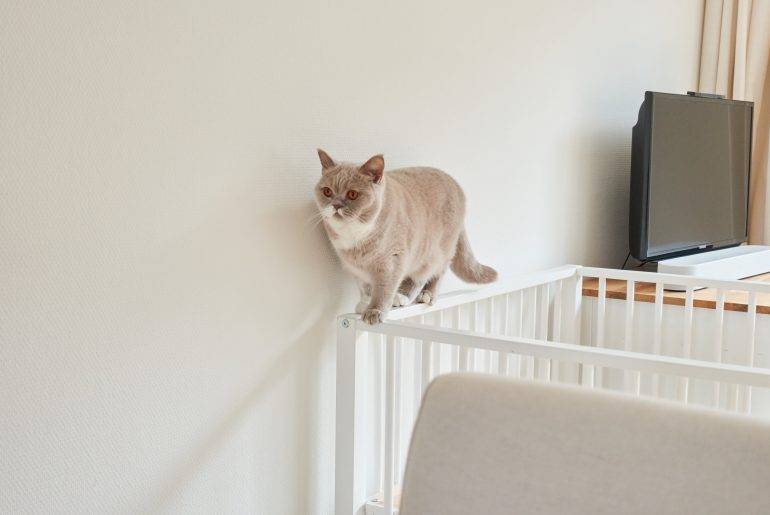 Gezinsuitbreiding: katten voorbereiden op een baby Kat loopt over randje van een box